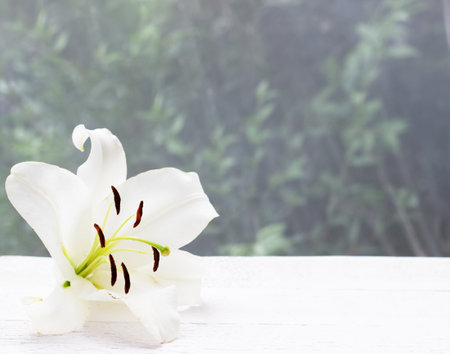 Close-up of white lily on white wooden table with tulle fabric on the backgroundの写真素材
