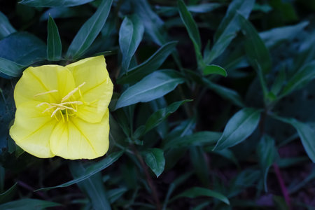 Yellow Evening Primrose on the dark green leaves backroundの写真素材