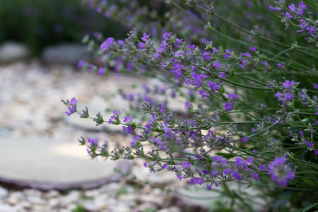 Lavender bush in the summer gardenの写真素材