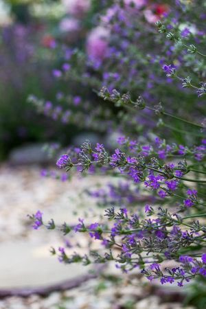Lavender bush in the summer gardenの写真素材