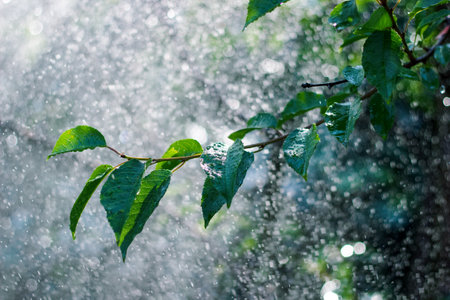 Green twig under water splashing out of water sprinkler. Fresh summer background. Waterdrops.の写真素材