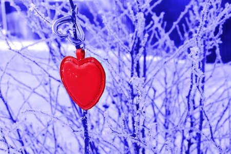 February 14 background with a toy red heart on a snow-covered branch with a blue tint New Year's...
