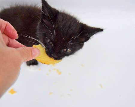 junk food fluted potato chips are eaten by a small black and white kitten. close-up, selective focusの写真素材