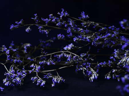 small blue flowers for a photophone on a black background. soft focus the author's idea