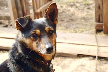small dog Dachshund color German shepherd close-up on a chain with a collar in a country house.