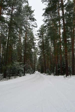 Christmas winter landscape, spruce and pine trees covered with snow and a snowy road stretching into...
