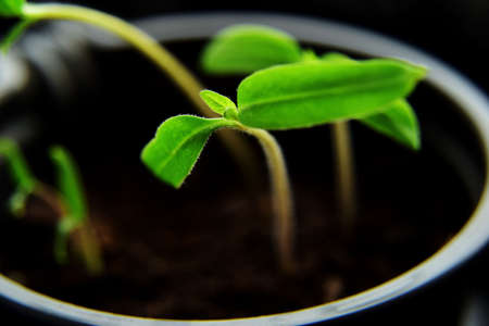 Sprouted tomatoes, tomato seedlings in pots. spring seedlings.