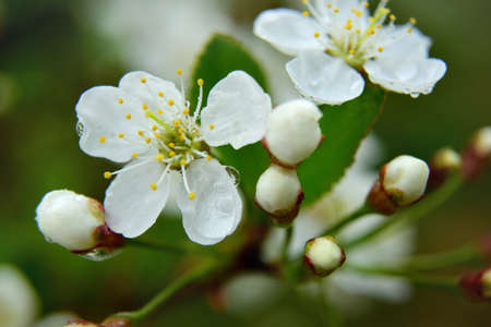 Close up spring view with cherry blossoms selective focus. Raindrops on cherry blossoms