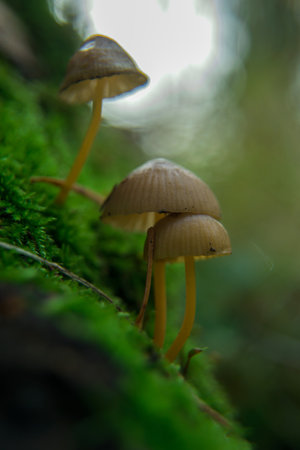 toadstools on green moss on a light natural background. vertical photo. Witchcraft, esoteric spiritual ritual. selective focus.の写真素材