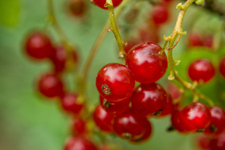 Shallow depth of field redcurrant and green leaves. Close up, soft focus of berries. blurred foreground. copy space for inscription, text.の写真素材