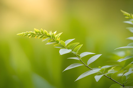 Soft green pastel background with green sprig soft focus. close-up Playground AI platformの素材