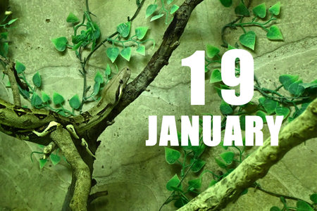 Calendar date on light green background with snake crawling on tree branch. January 19 is the...