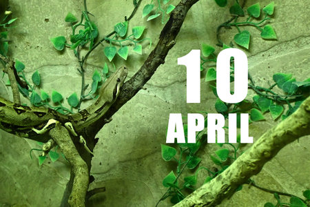 Calendar date on light green background with snake crawling on tree branch. April 10 is the tenth day of the month.の写真素材