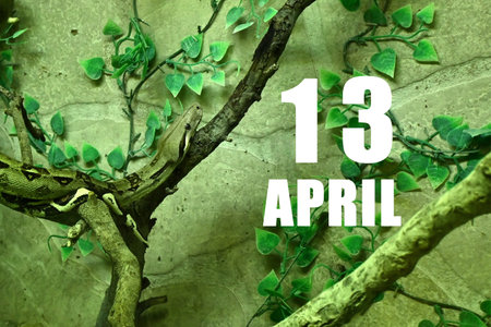 Calendar date on light green background with snake crawling on tree branch. April 13 is the...