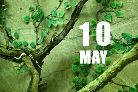 Calendar date on light green background with snake crawling on tree branch. May 10 is the tenth day...