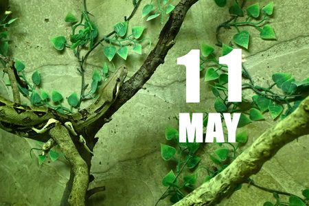 Calendar date on light green background with snake crawling on tree branch. May 11 is the eleventh ...