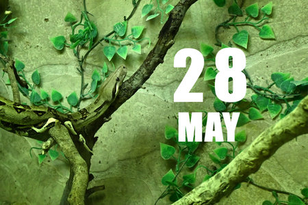 Calendar date on light green background with snake crawling on tree branch. May 28 is the...
