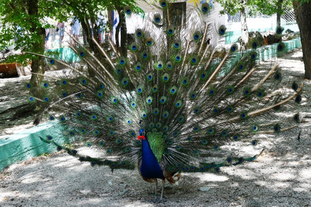 wonderful and beautiful peacock displays its colorful tail feathers to attract a female peacockの写真素材