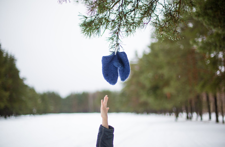 Forest landscape in winterの写真素材