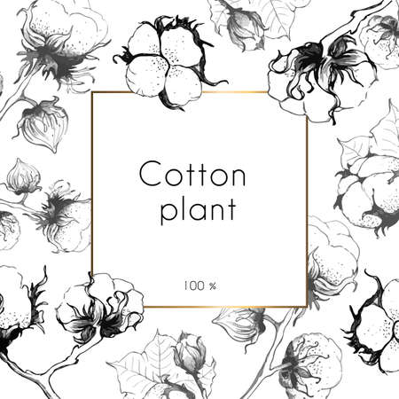 Cotton plant. White background with gold square frame and cotton flower. Place for your text. Hand drawn, vector illustration.のイラスト素材
