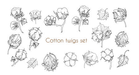 Cotton flower. A large set of elements from the branches for design. Monochrome hand drawing. Vector illustration.のイラスト素材