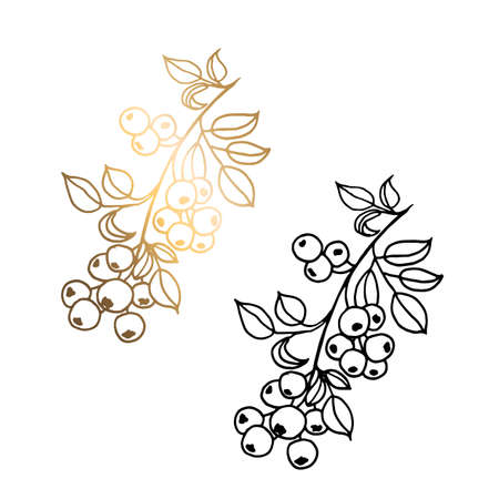 Monochrome and golden branches with berries isolated on a white background. Hand drawn black and white vector illustration of leaves, apples. For greeting cards and wedding invitations, birthday and moreのイラスト素材