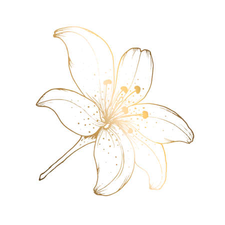 Golden lily on a white background. Line art. Handmade flower. Vector illustration. For greeting cards and invitations for wedding, birthday, Valentine s Day, Mother s Day and others.のイラスト素材