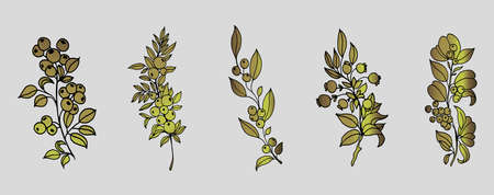 Set of golden green flowers and branches isolated on white background. Handmade flower. Vector illustration. For greeting cards and wedding invitations, birthday, Valentines Day,のイラスト素材