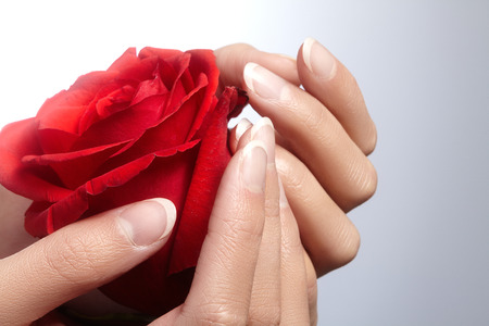 Beautiful female fingers with ideal french manicure touching red rose. Care about female hands, healthy soft skin. Spa & cosmetics. Beauty care. Close-up of beautiful famele fingers with nails polishの写真素材