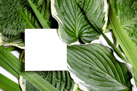 Beautiful Layout Made of Tropical Green Leaves and Empty White Paper Card For Copy Space. Minimal Natural Flat Backgroundの写真素材