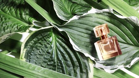 Perfume Bottle on Fresh Leaves Background. Beauty Concept for Cosmetic, Perfume, Fragrance and Aroma...