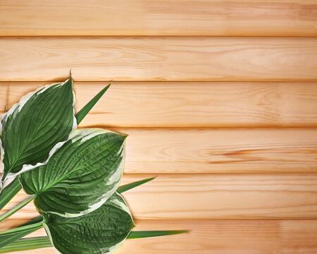 Beautiful Layout Made of Tropical Green Leaves and Empty Wooden background For Copy Space. Minimal Natural Background.の写真素材