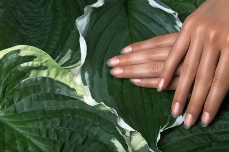 Beautiful Female Palms with Perfect naturel Manicure. Natural Cosmetic for Hand Care. Light Nails Polish, Soft tan Skin. Summer treatment for handsの写真素材