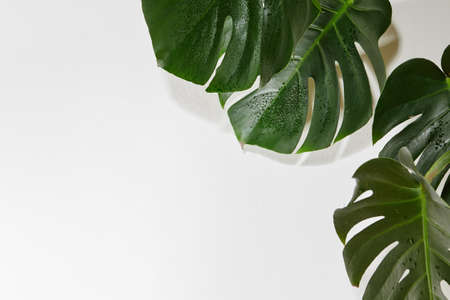 Monstera or Palm Leaves Summer Minimal White Background. Space for Text. Copyspace with Tropical Floral. Green Leafの写真素材