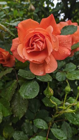 Scarlet rose flower close-up in the garden among greenery.の写真素材