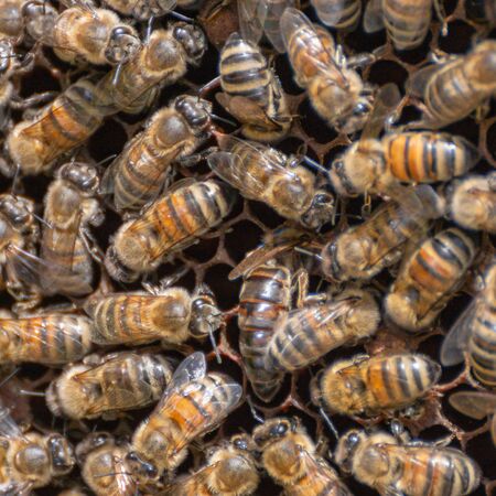 Inspection of a honeycomb frame from a beehive with carniolan honey bees in a small apiary in Trentino, Italy on a warm sunny day. Close-up of a queen bee surrounded by working bees on hexagonal cellsの写真素材
