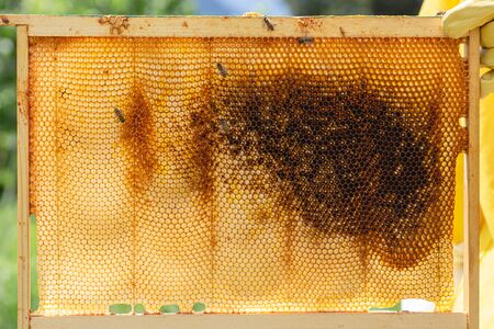Close-up of an empty honeycomb frame from a beehive that will be used by carniolan honey bees as...