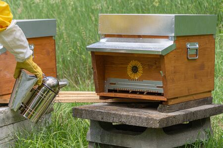 Young beekeeper in yellow protective work wear uses a smoker over the hive body to calm the...