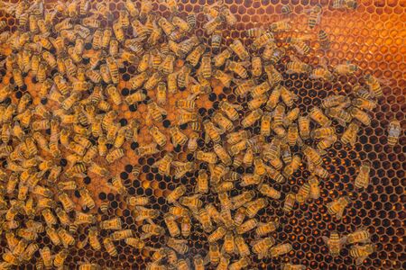 Close-up of working bees taking care of the honeycomb and storing honey and pollen in hexagonal cells. Carniolan honey bees seen in an apiary on a warm sunny day in Trento, Italy.の写真素材