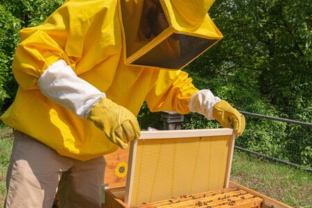 A beekeeper in yellow work wear adds a new honeycomb frame with wax foundation for Carniolan bees...