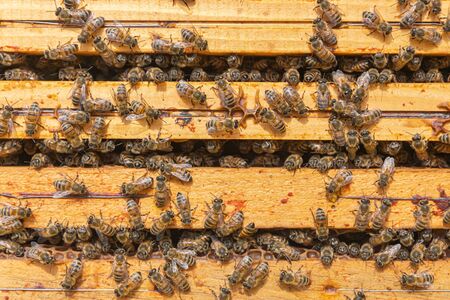 Close-up of kind-natured worker bees on the top of wooden frames in the beehiveâ€™s brood...
