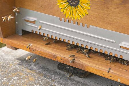 Close-up of kind-natured working bees at the entrance of a beehive. Inspection of a hive with...