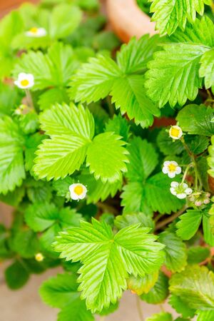 Pretty white flowers of heirloom wild alpine strawberry plant growing in a ceramic pot on a balcony as a part of urban gardening project as seen on a sunny summer day in Trento, Italy, Europeの写真素材