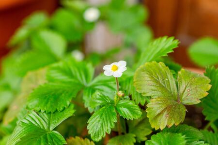 Pretty white flowers of heirloom wild alpine strawberry plant growing in a ceramic pot on a balcony as a part of urban gardening project as seen on a sunny summer day in Trento, Italy, Europeの写真素材