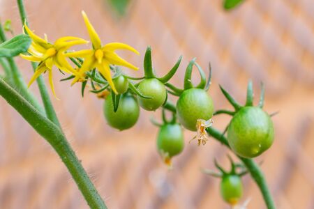 Healthy organic heirloom open pollinated tomato plant Red Alert variety growing in a pot on balcony on a sunny day. Small green fruits ripening outdoors. Urban gardening in Trento city, Italy, Europe.の写真素材