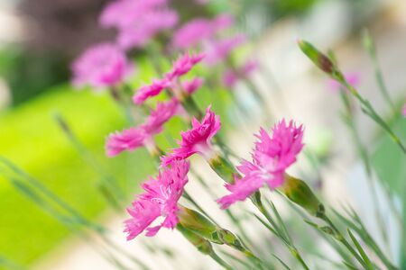 Dianthus plumarius, also known as common pink growing as an ornamental plant on a balcony. Flowering plant in bloom on a bright early summer day in Italy. Edible flowers used in cuisine for decorationの写真素材
