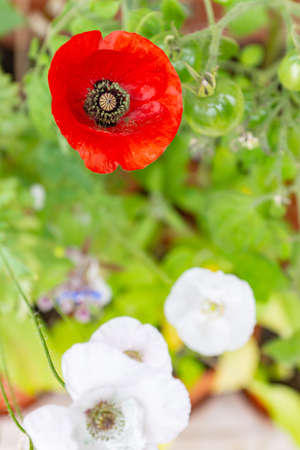 Vivid red and white poppy flowers of Mother of Pearl heirloom variety on a bright sunny day on a...