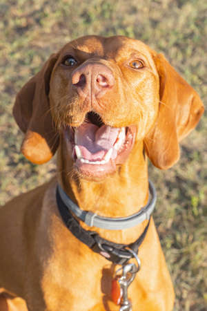 Adorable young short-coated purebred ginger red Hungarian Vizsla dog seen outdoors on a summer dayの写真素材
