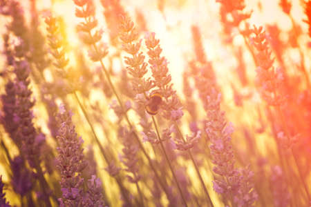 Floral warm toned background with sun glares and light leaks. Bumble bee on a blooming lavender...