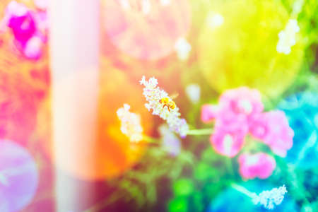 Floral background with colorful bokeh. Honey bee on a blooming lavender field on a sunny day, summer spring botanical design. Romantic feminine style. Retro film photography atmosphere.の写真素材